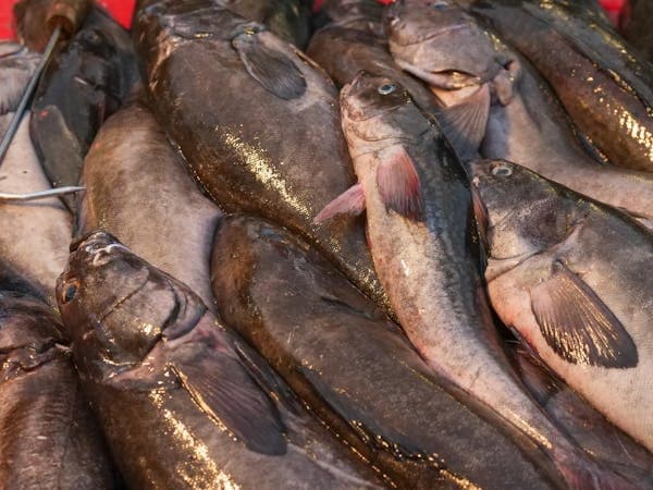 Fresh rockfish catch piled on deck at Seattle commercial fishing haul