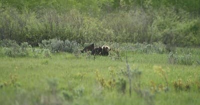 Yellowstone Private Tour for Wildlife & Geology