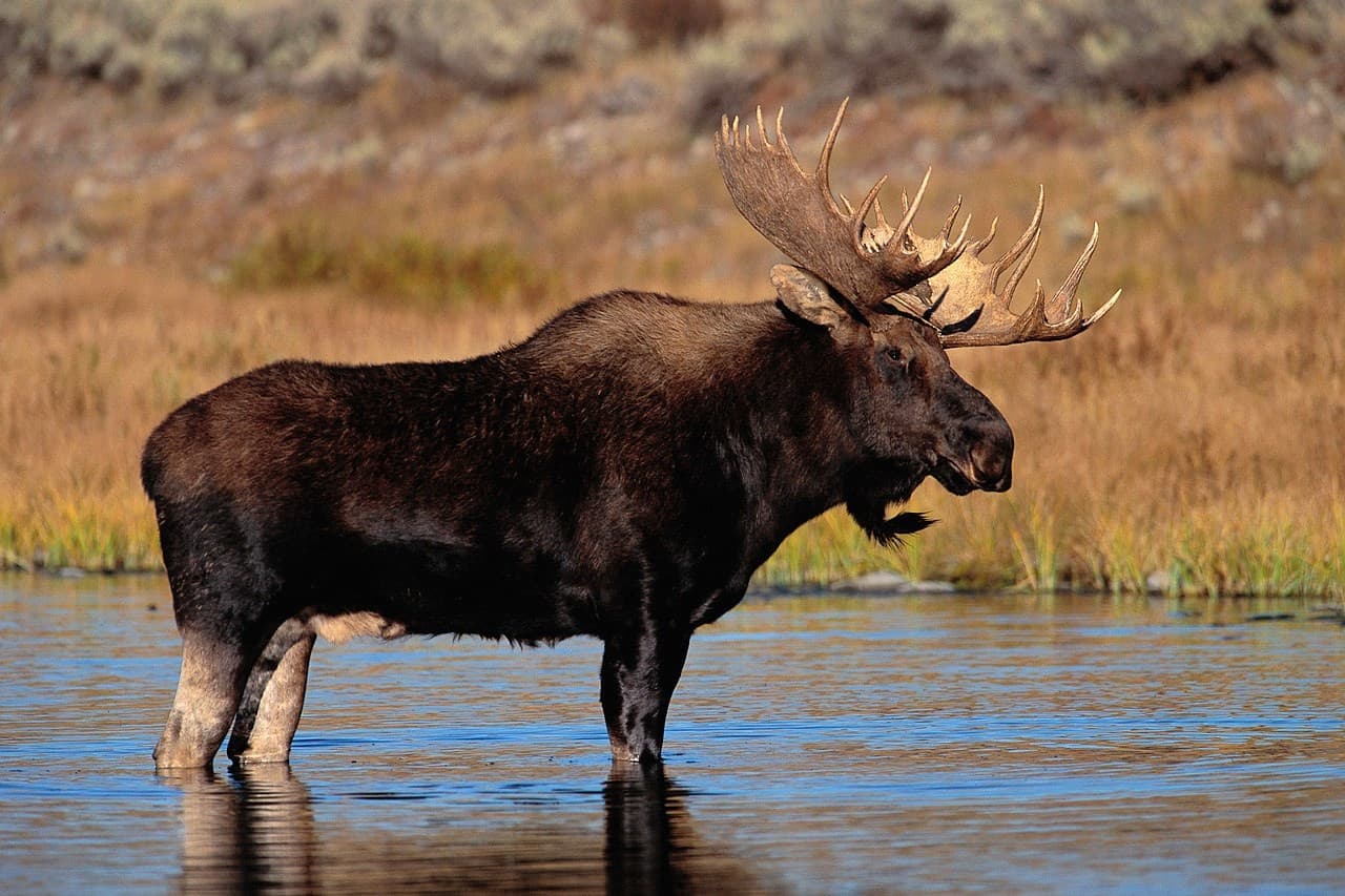 Wildlife & Nature Adventure: Maine Moose Tours by North Country Rivers