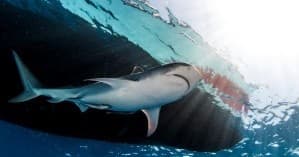 Jupiter Shark Diving: 3-Tank Encounters Aboard the Emerald photo 1