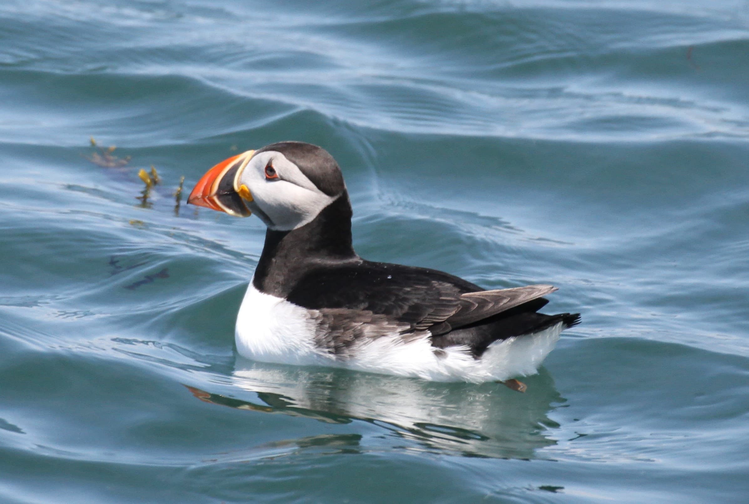 Downeast Offshore Seabirds & Lighthouse Cruise in Bar Harbor