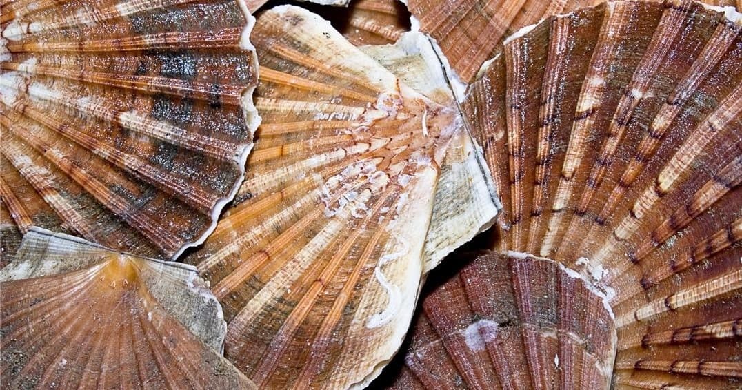 Scalloping Tour Snorkeling Adventure in Williston FL