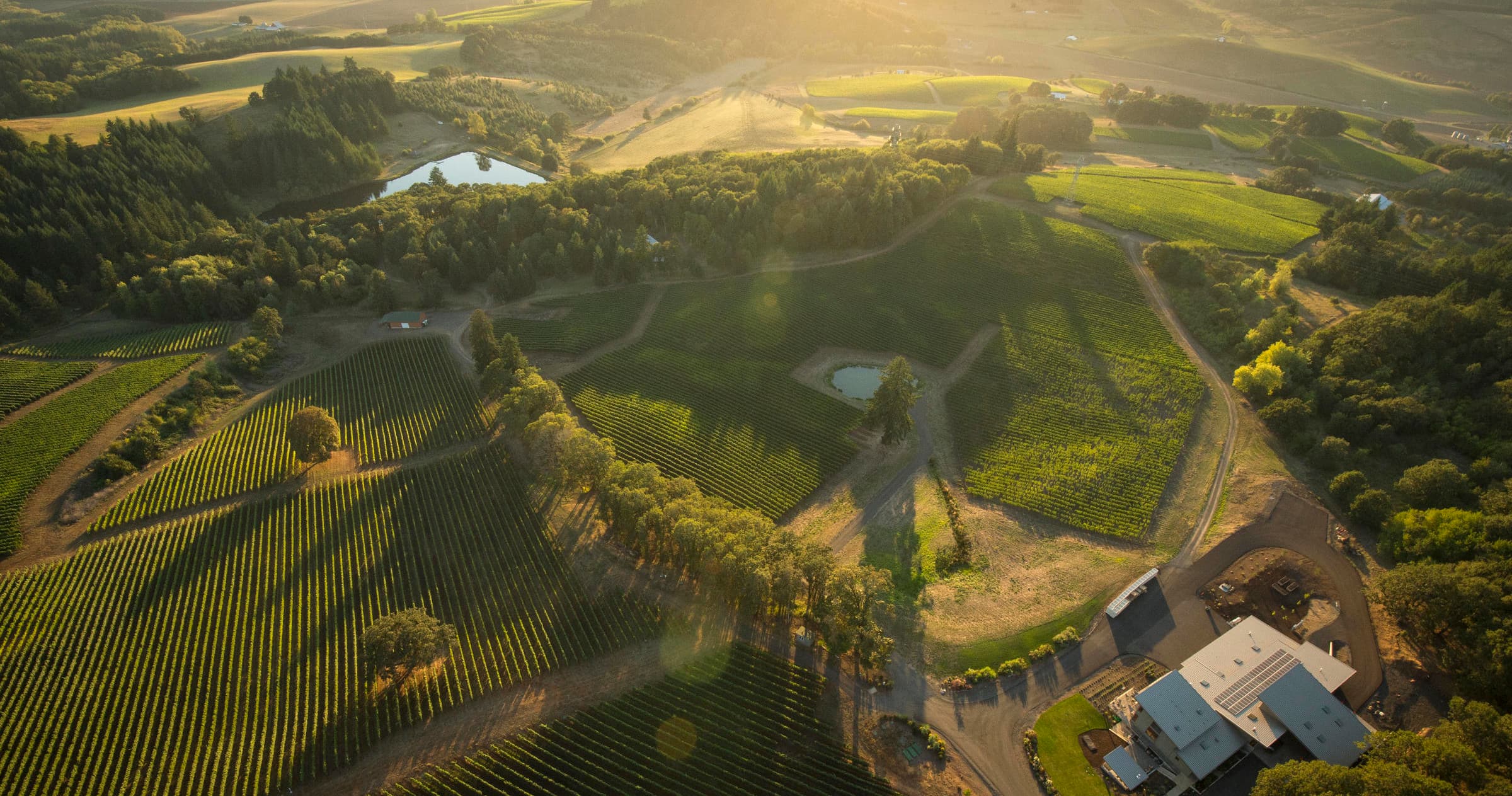 Aerial vineyard panorama over rolling hills at sunset