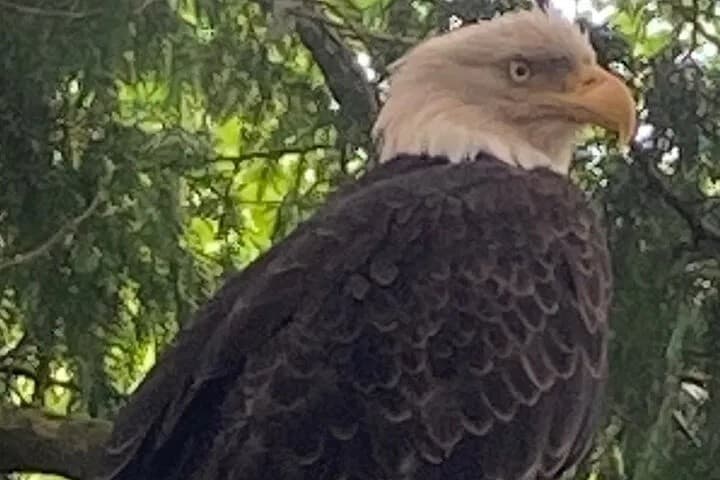 Ketchikan Wildlife Tour: Small-Group Rainforest & Marine Wildlife Experience photo 1