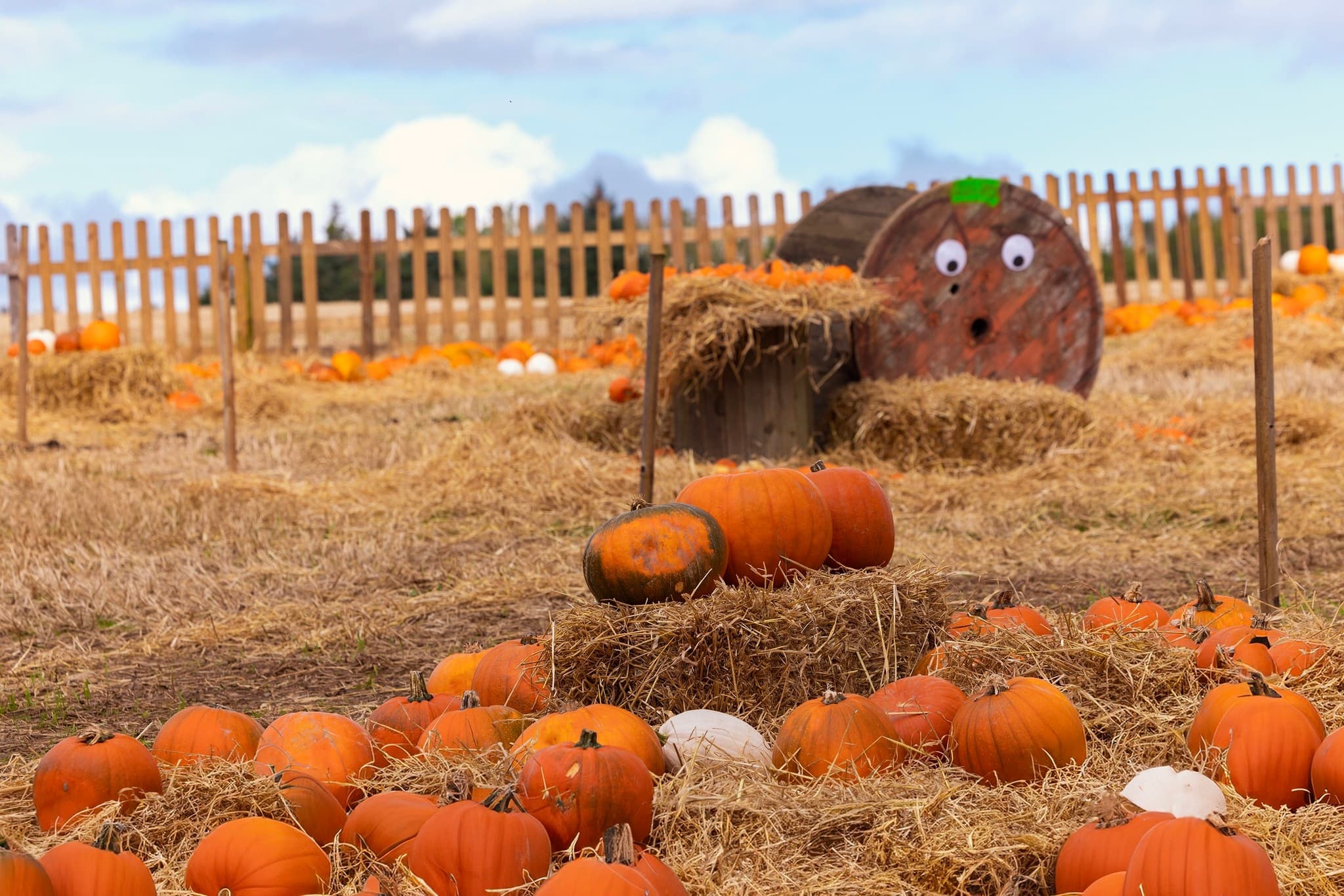 Halloween Adventure at Secret Valley Wildlife Park
