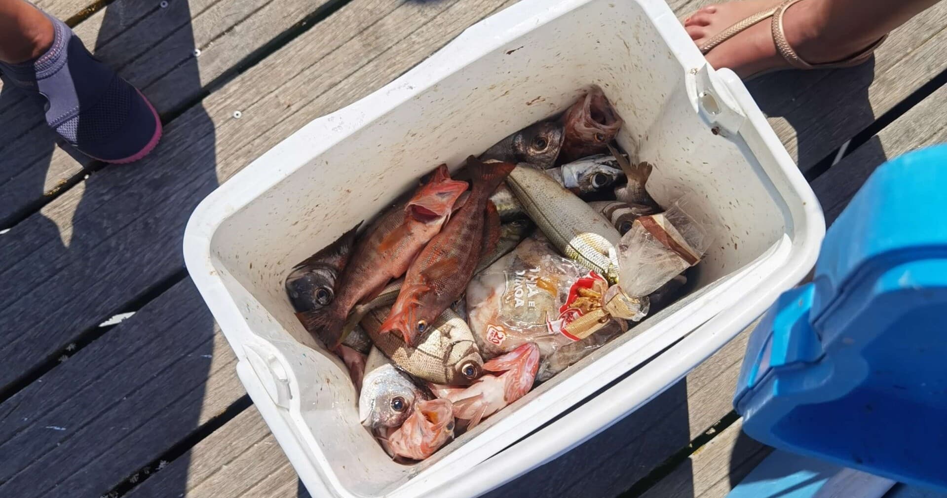 Bottom Fishing & Jigging with Welcome Boat Trips in Algarve