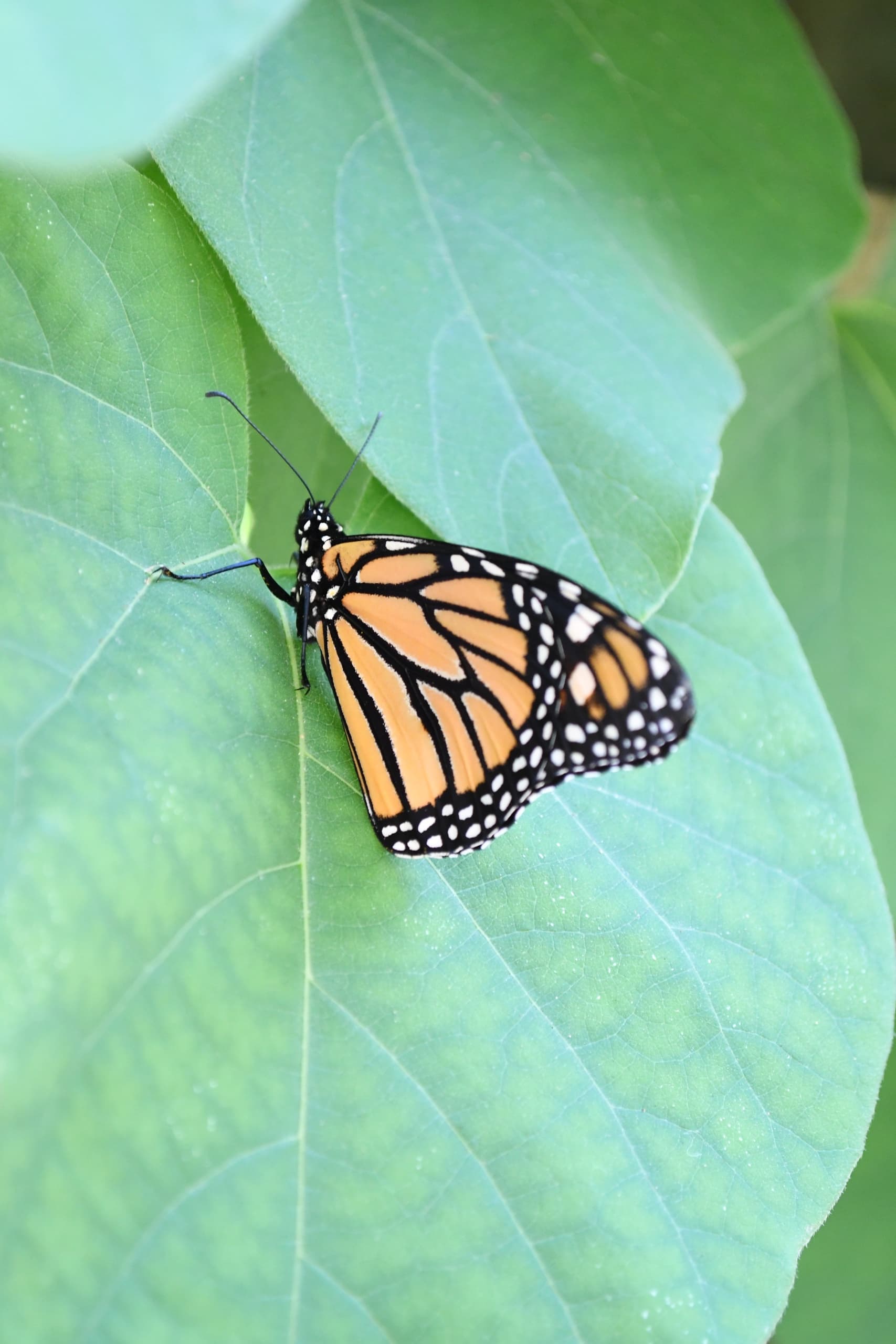 Wildlife & Nature Tour at Coastal Discovery Museum Hilton Head