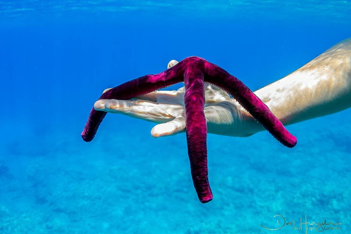 Kohala Coast Premium Two-Reef Snorkel and Dolphin Viewing — Kawaihae Small-Group Adventure photo 2