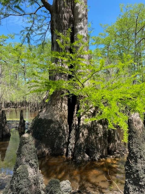 Forest trail along Haw River with hikers admiring spring foliage