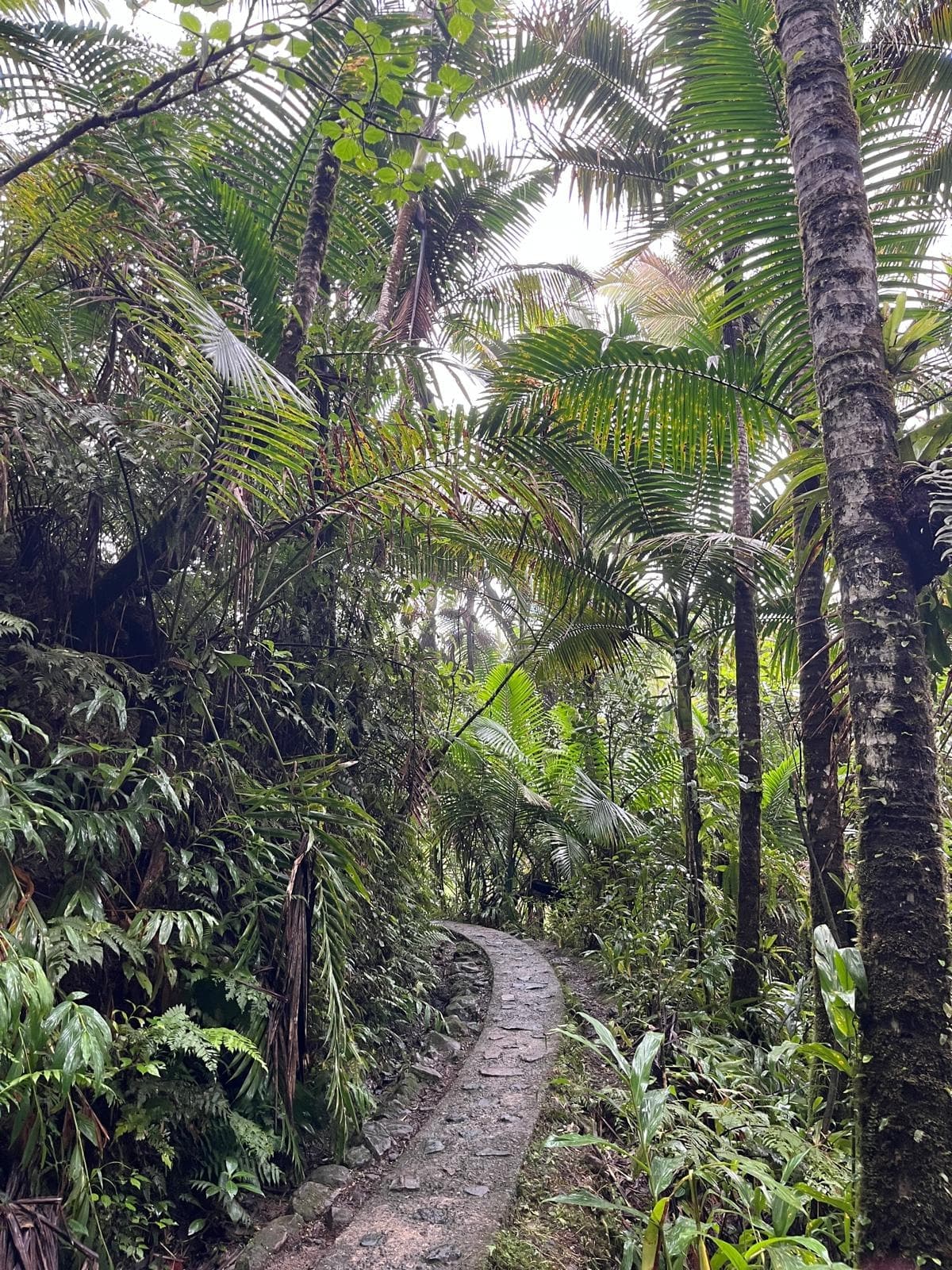 El Yunque Rainforest and Waterslide Adventure with SALTours LLC in Fajardo