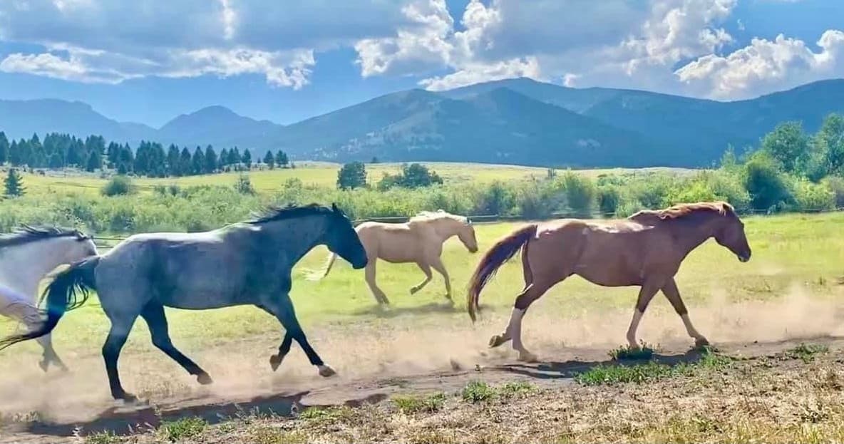 Horseback Ride at Wilderness Connection in Gardiner