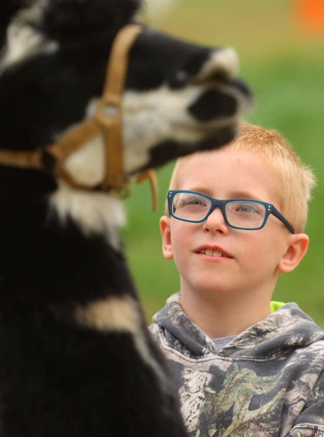 Hand-Feed Alpacas at 4175 North 1200 West — Flora Farm Visit & Alpaca Shop photo 3