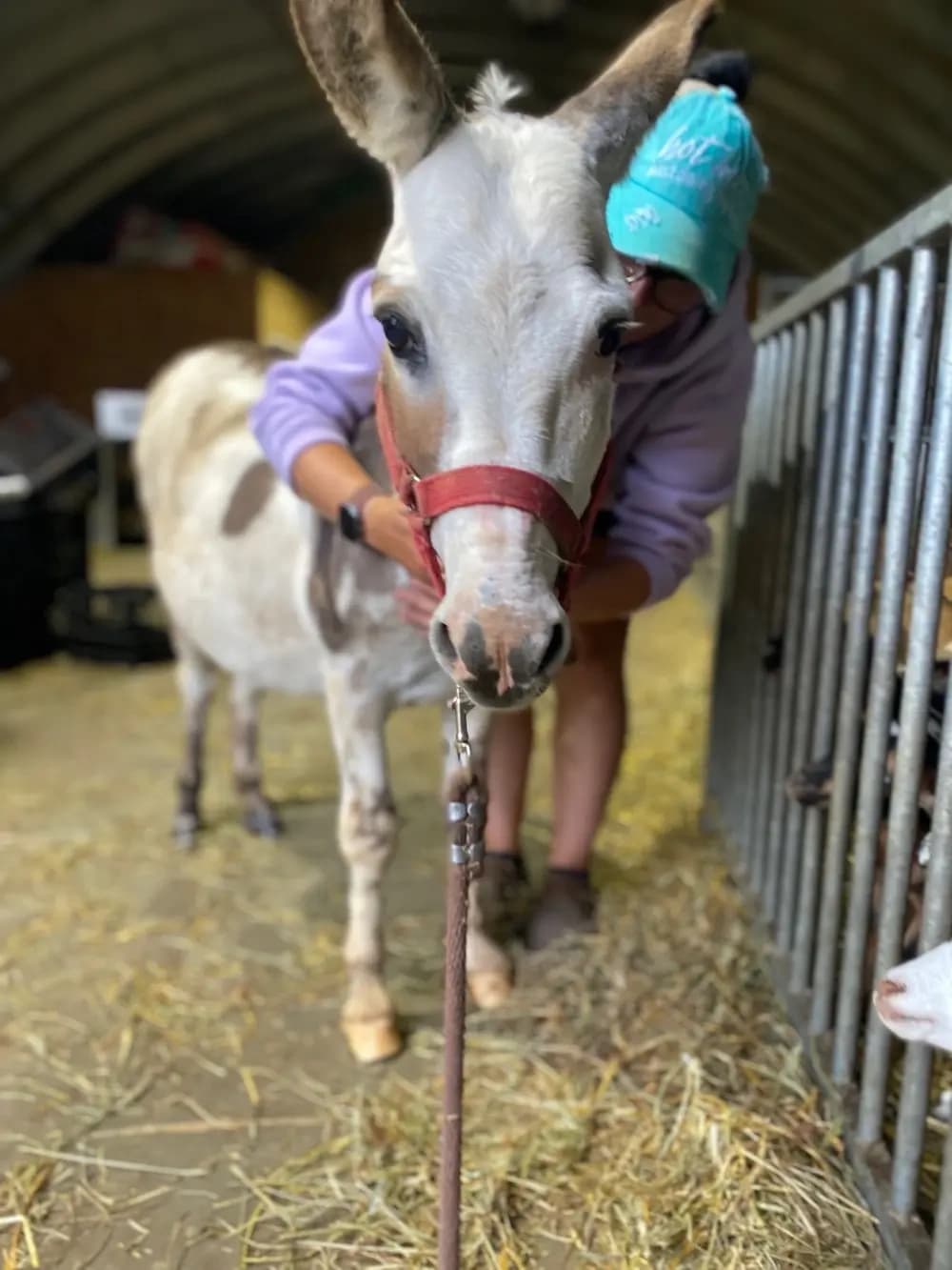 Miniature Donkey Snuggles in Bright, Ontario — Donkey Walks & Cuddles