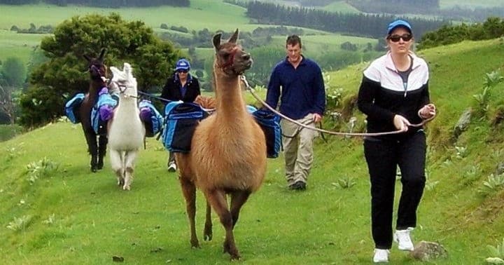Llama Trekking Adventure with Kaikoura Llama Trekking