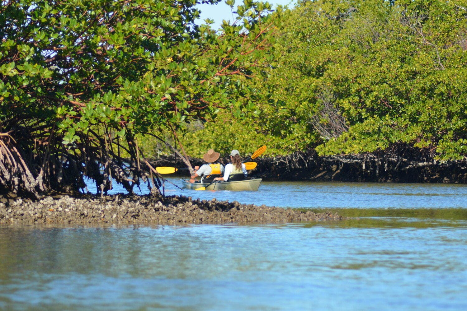 Explore the Hidden Mangrove Tunnels of Marco Island on a Guided Kayak Adventure