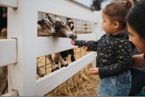 Hands-On Barnyard Adventure at Barnyard Fun Petting Zoo in Rock Island, WA