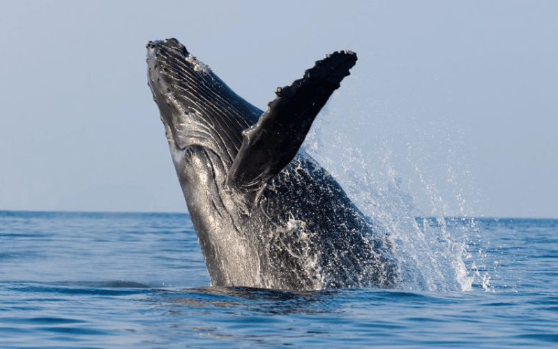 Unforgettable Whale Watching Cruise in Honolulu, Hawaii