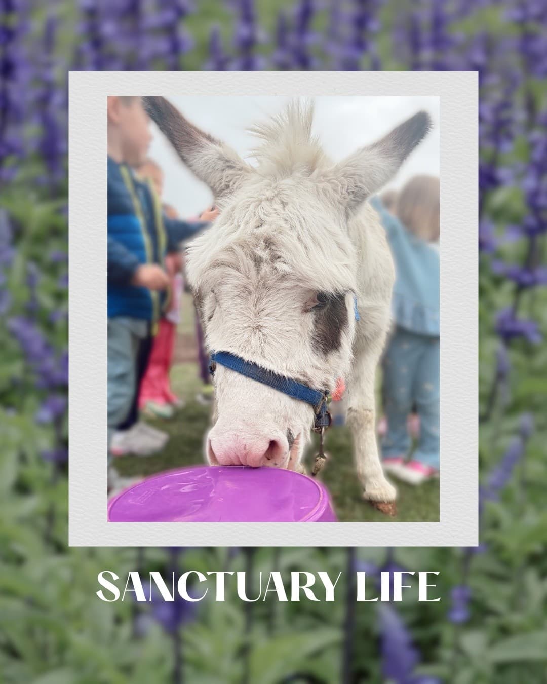 Open Farm: Meet Rescued Camels, Goats & Horses in Fairhaven, MA photo 1