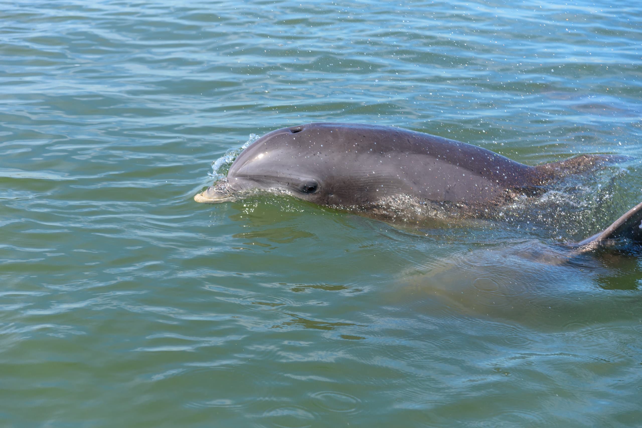 3 Hour Private Nature/Dolphin 30ft Pontoon Onboard Restroom | Private in Homosassa, Florida