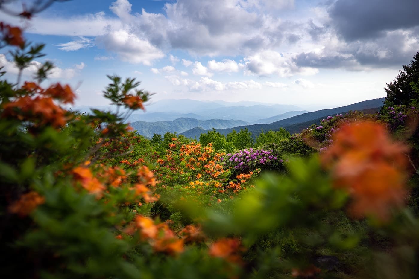 Roan Highlands Tour (Full Day)