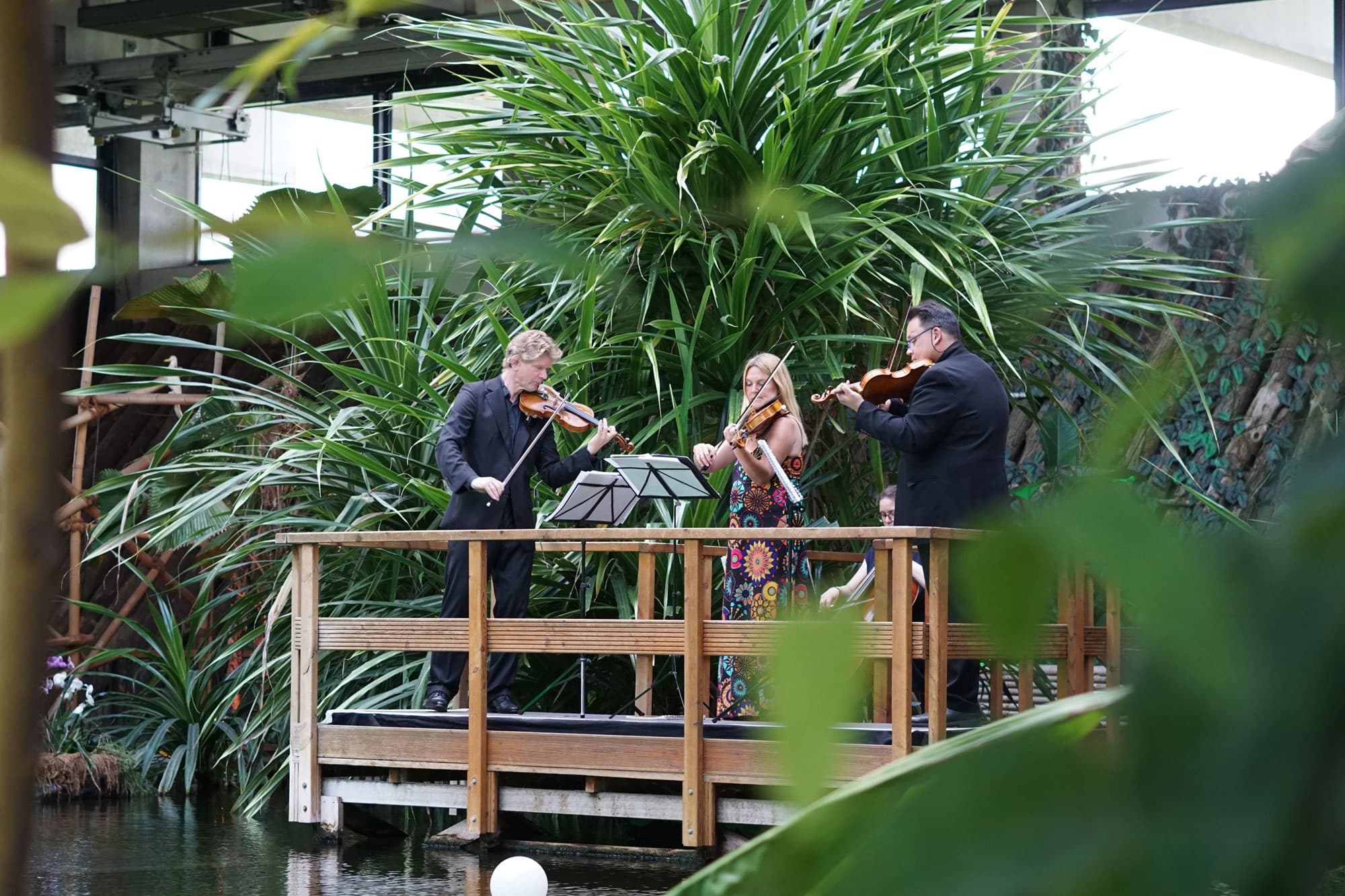 Live string quartet playing on wooden platform inside tropical greenhouse