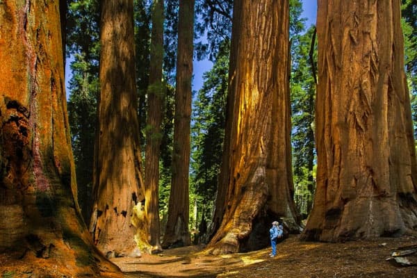 Sequoia Full Day Private Hike with Good Trip Adventures in Montana