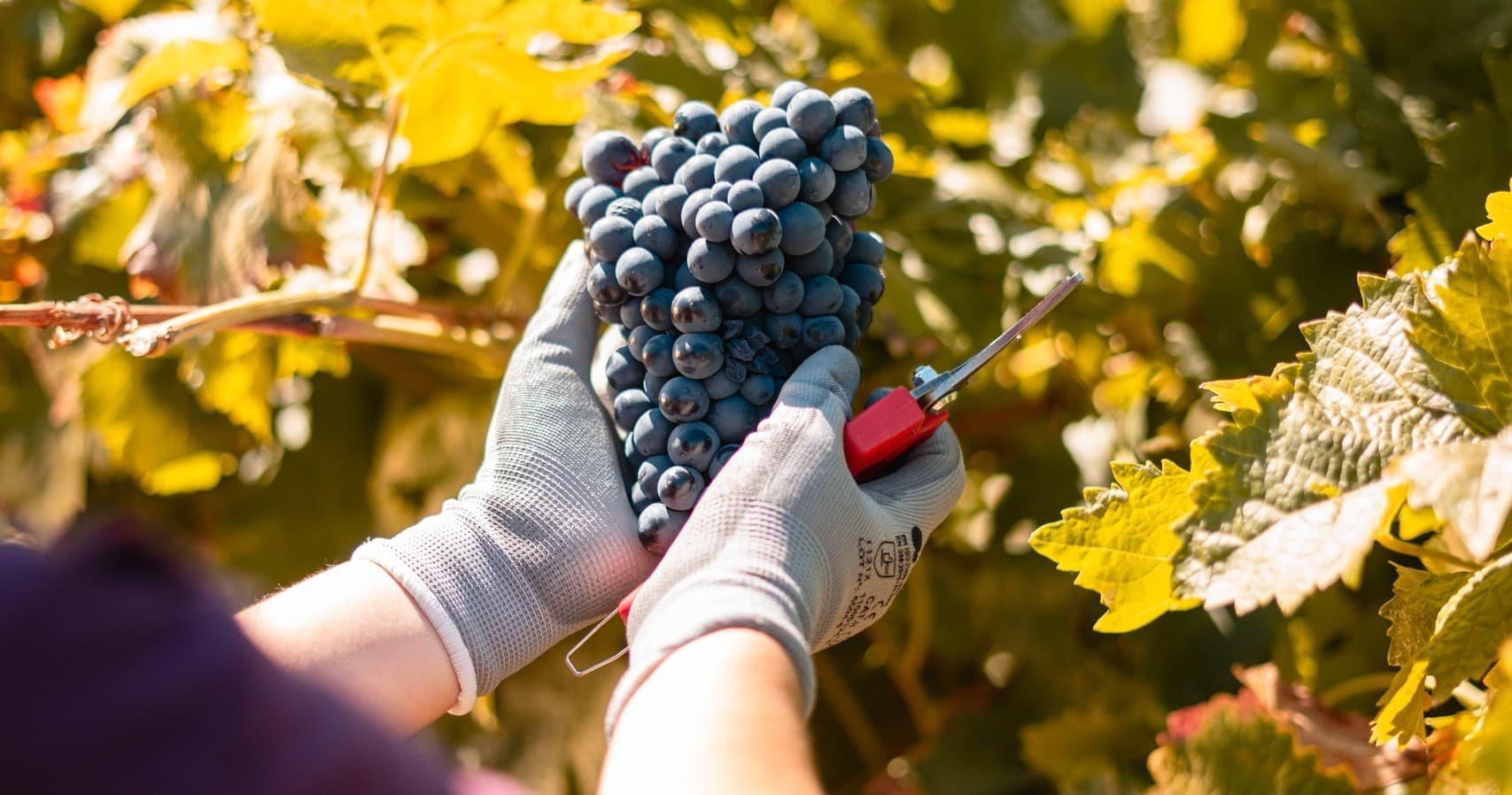 Hands harvesting ripe wine grapes in sunlit vineyard rows