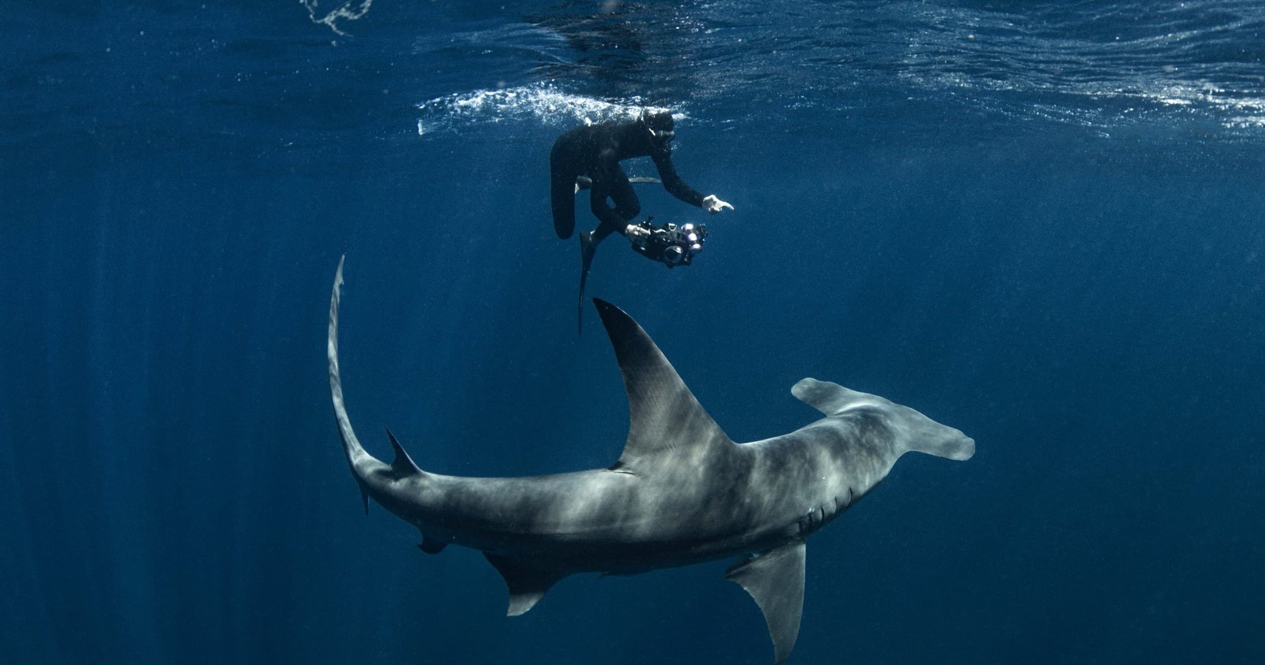Diver encountering hammerhead shark during open ocean dive