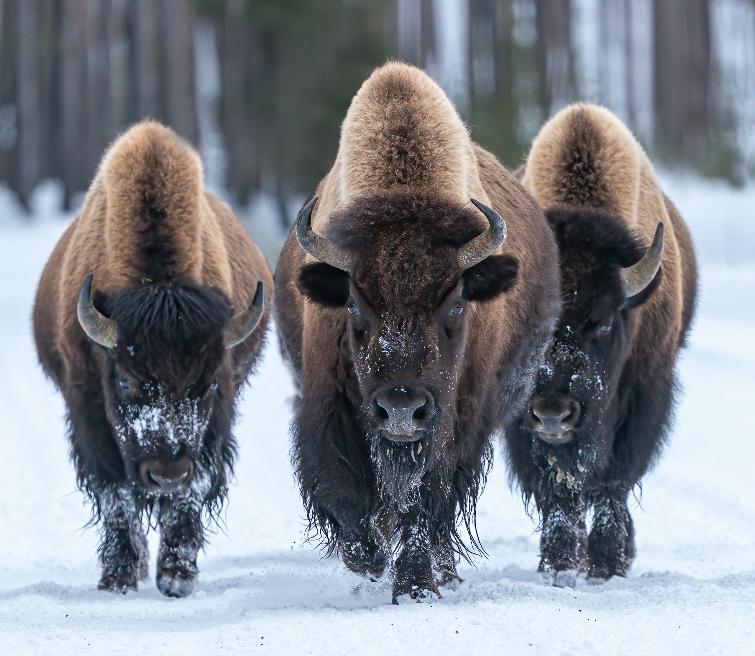 Winter Wildlife & Scenic Tours at Grand Teton