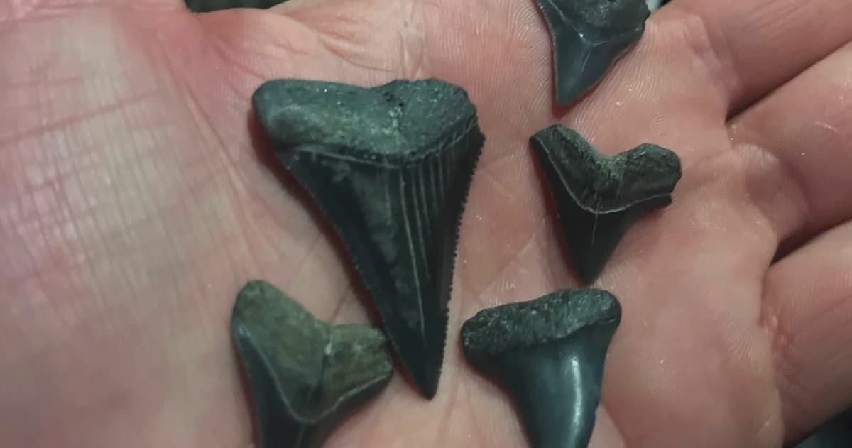 Savannah River Fossil Hunt: Unearth Ancient Treasures Along Georgia’s Historic Waterway