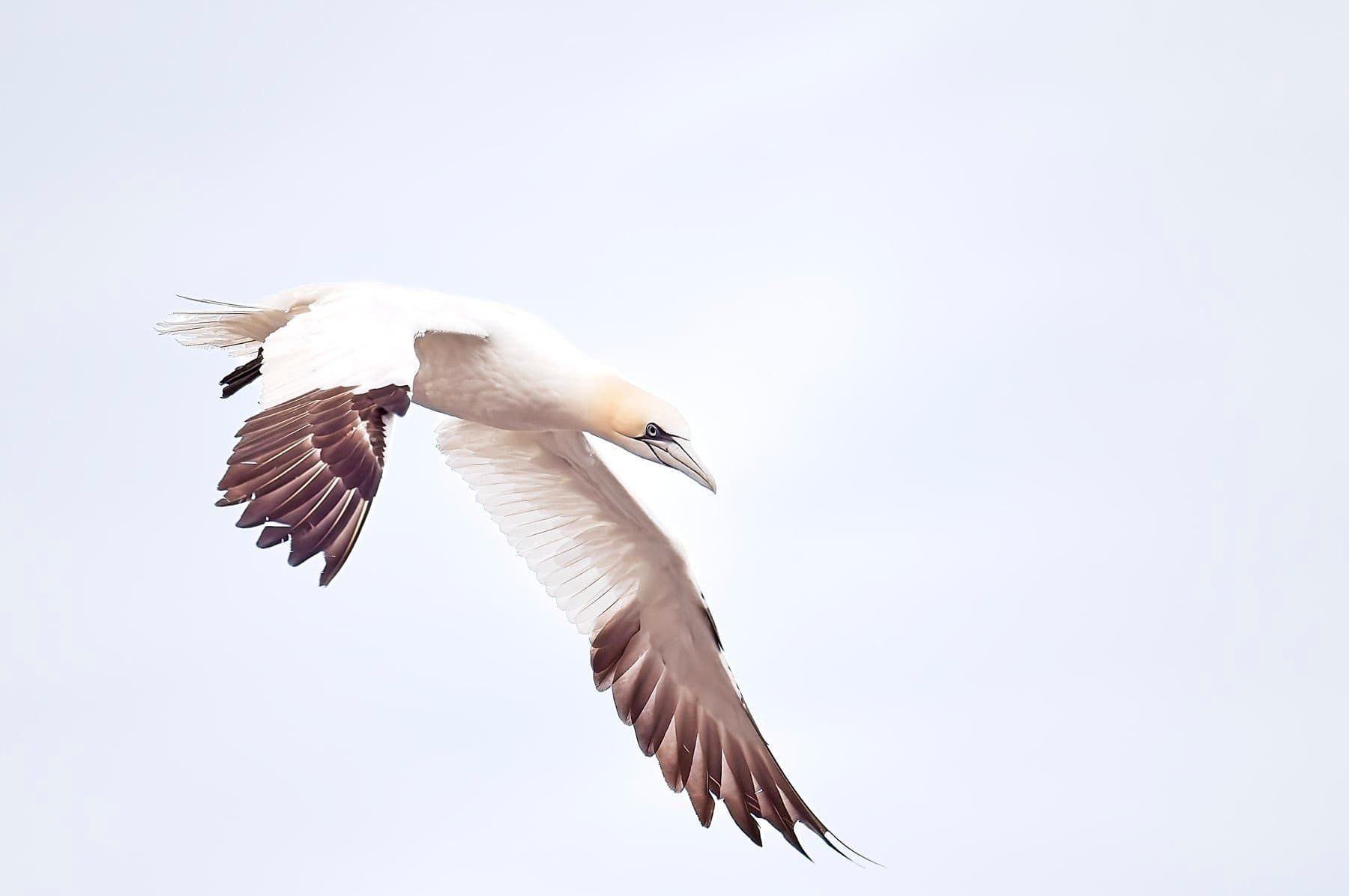 Arctic Birds Summer Photography Week on Varanger Peninsula, Norway
