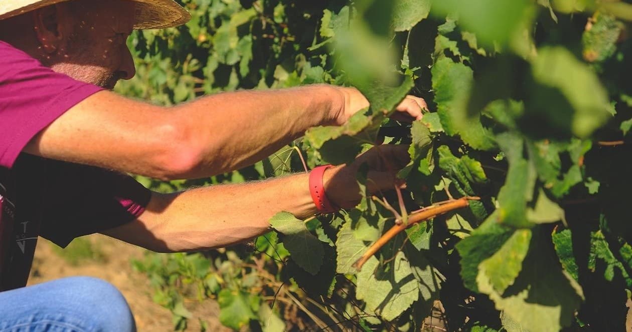 Land Adventures at Harvesting Grapes for a Day