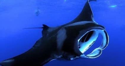 Night Manta Ray Snorkel with Kona Coast Boat Tours Inc in Kailua Kona