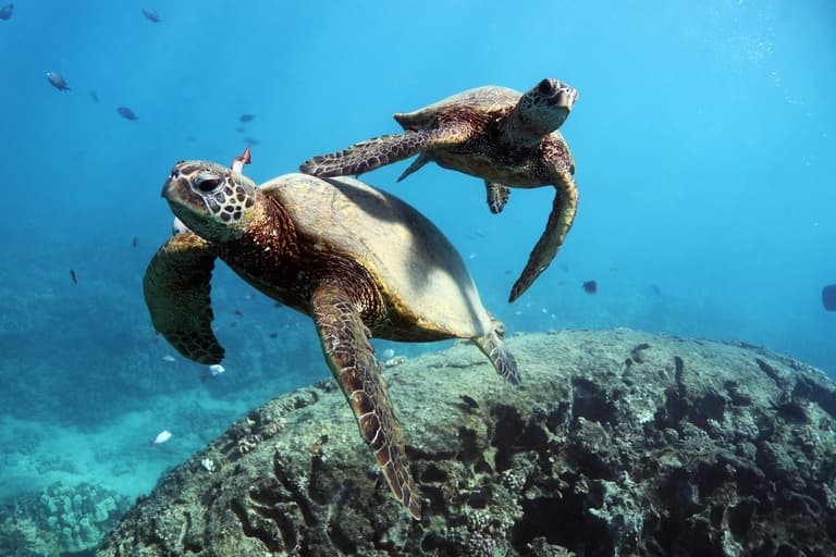 Turtles and You: Snorkeling & Dolphin Tour in Honolulu