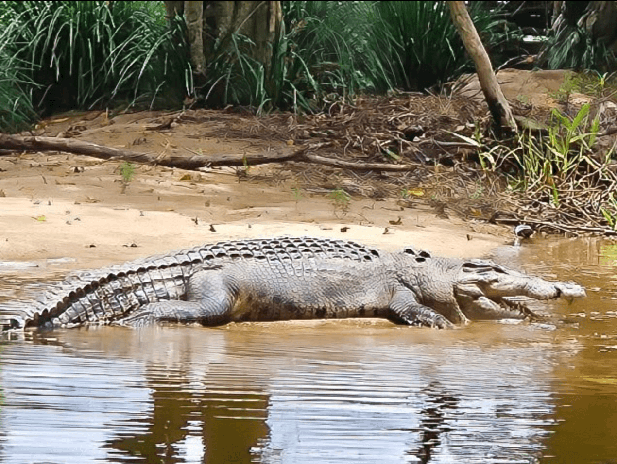 Daintree Rainforest & Wildlife Cruise — Crocodile Sightings from Daintree Village photo 2