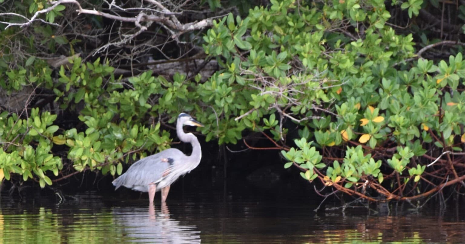 Great blue heron wading in mangroves along coastal inlet