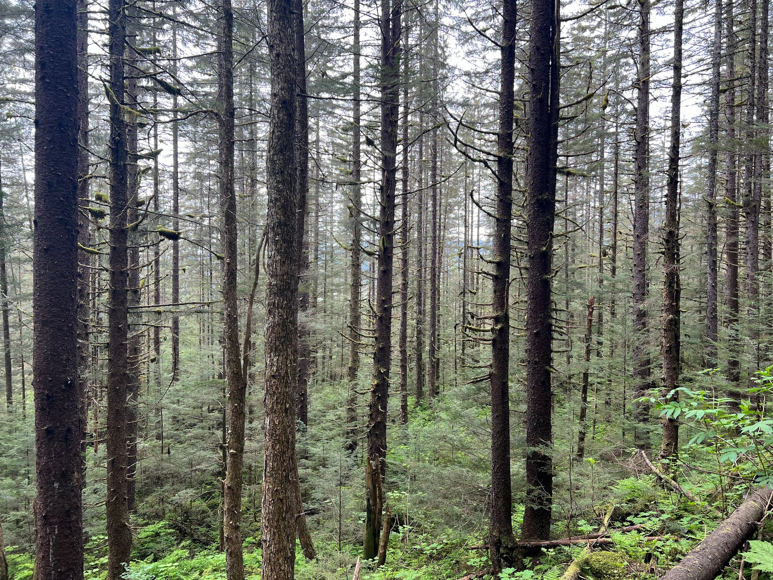 Juneau Private Tours: Unique Guided Hikes in Alaska