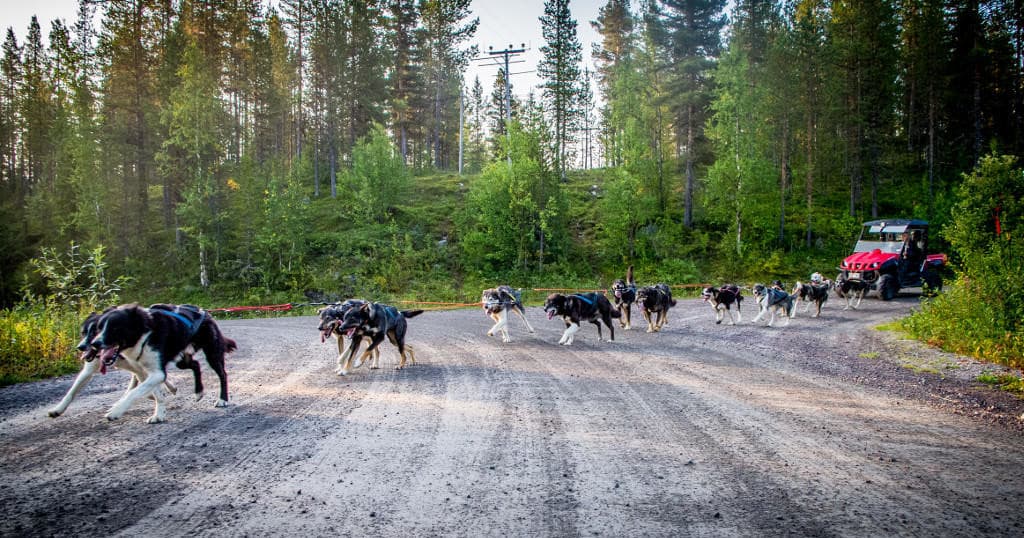 Autumn Sleddog Training with Lapland Wilderness Tours