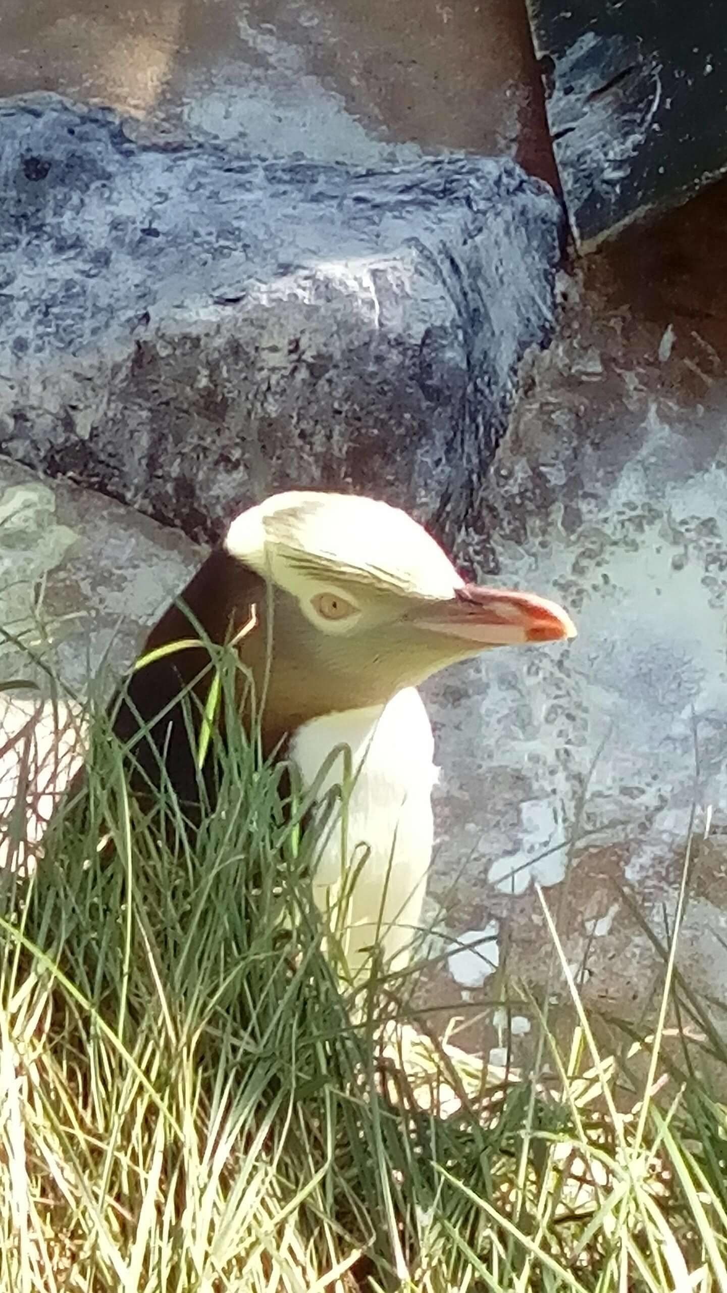 Wildlife & Scenic Drives with Fantail Tours in Dunedin