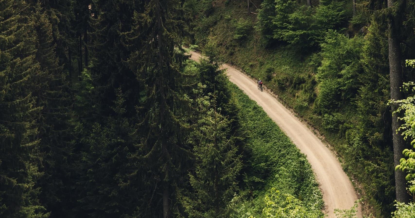 Winding dirt road through dense evergreen forest vista