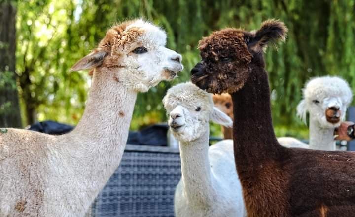 Group of alpacas grazing in Zeeland countryside during walk