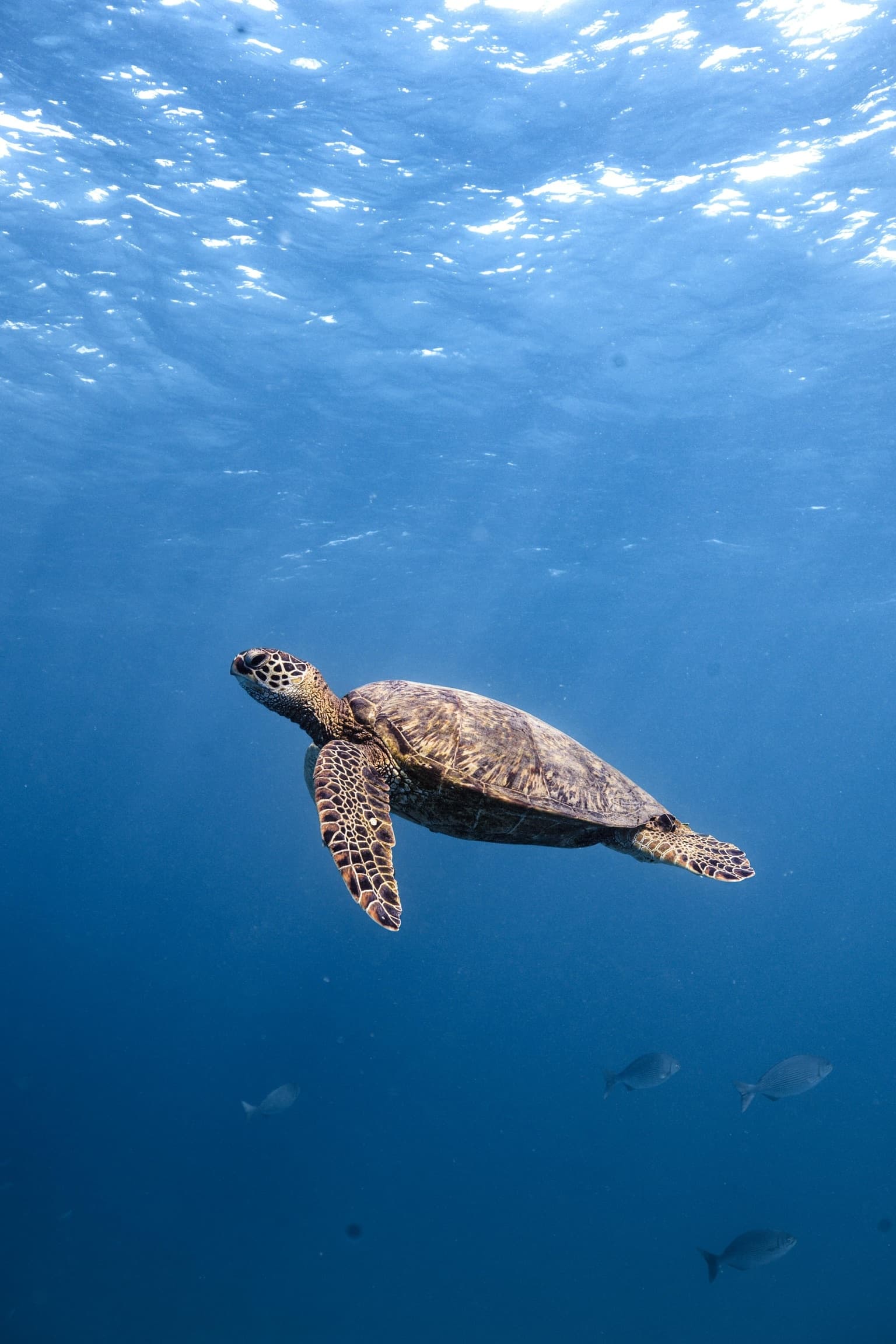 Honolulu Private Boat & Snorkel Tour with Island Splash Tours