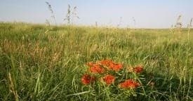 Land Adventures at Willa Cather Center Prairie Tour