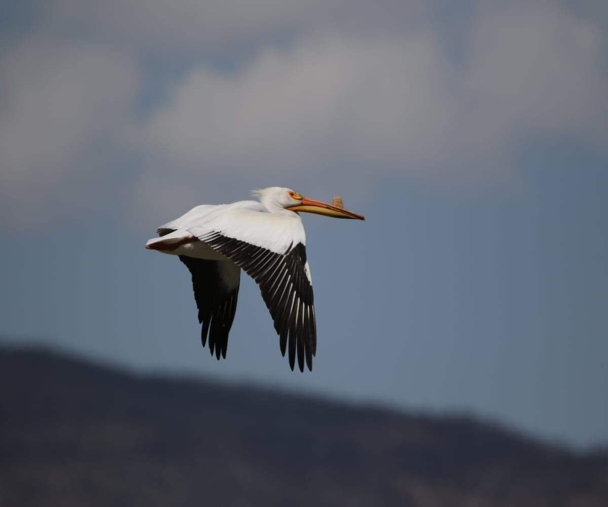 Front Range Half-Day Birding: Custom Denver Wildlife Tour photo 3
