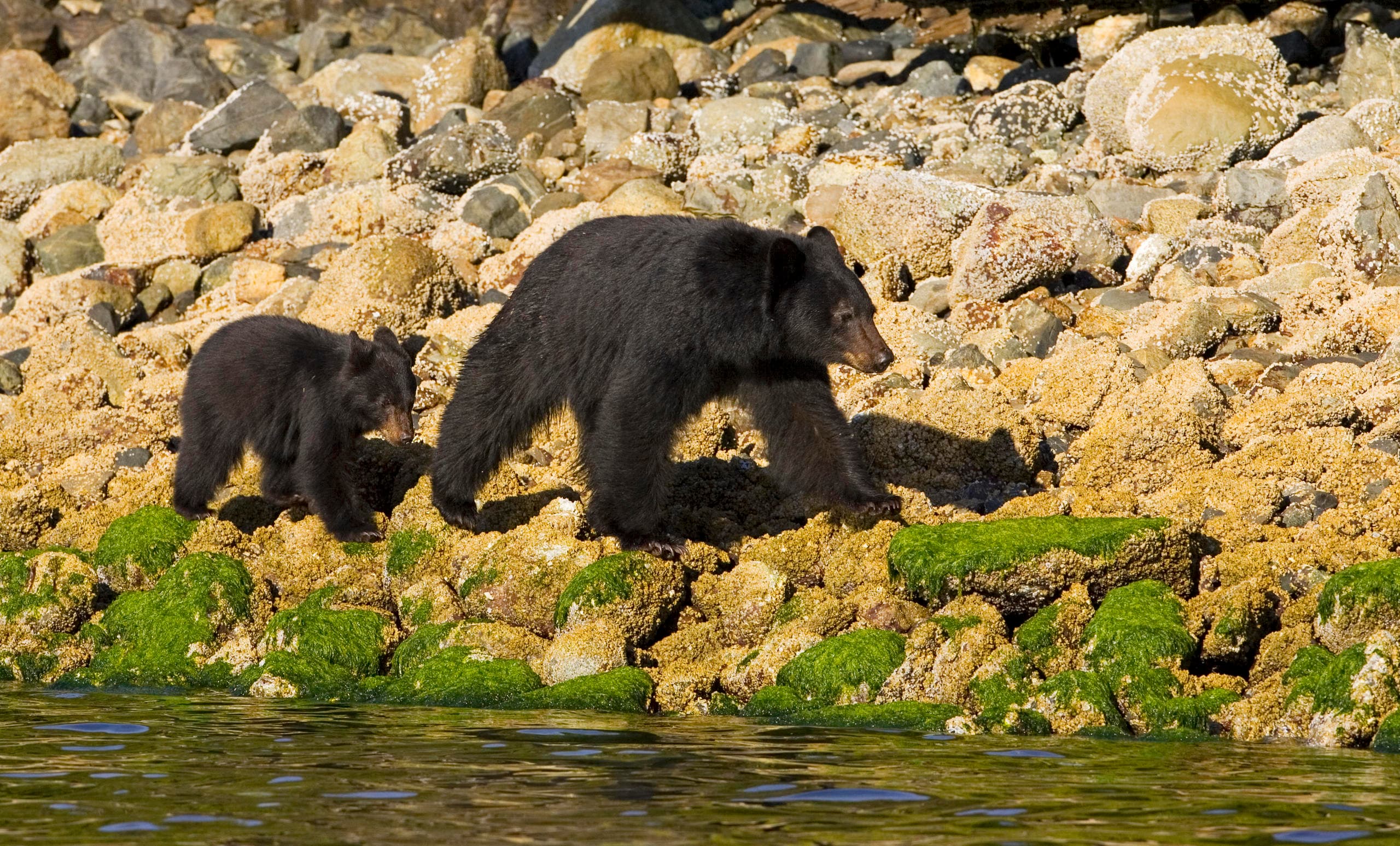 Black bear sow and cubs foraging along rocky tidal shoreline