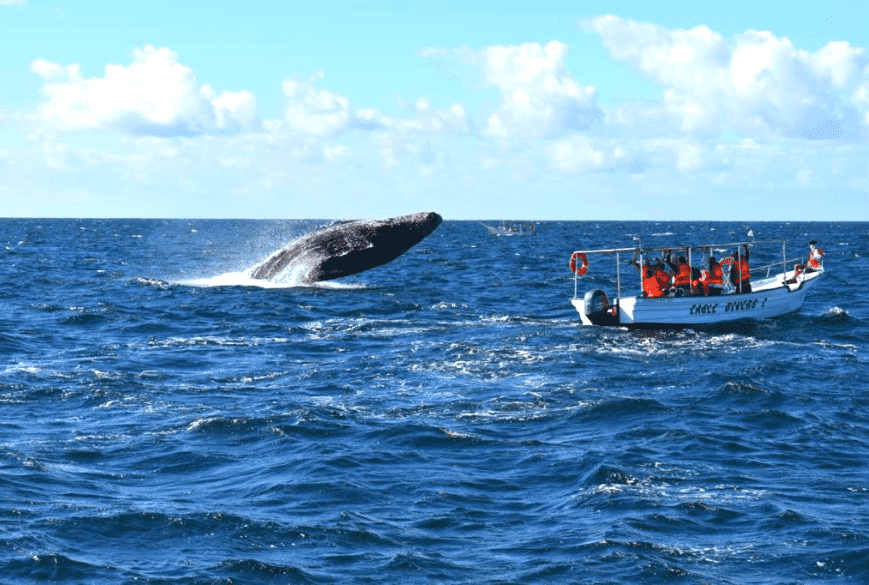 Unforgettable Whale Watching on a Glass-Bottom Boat in Los Cabos