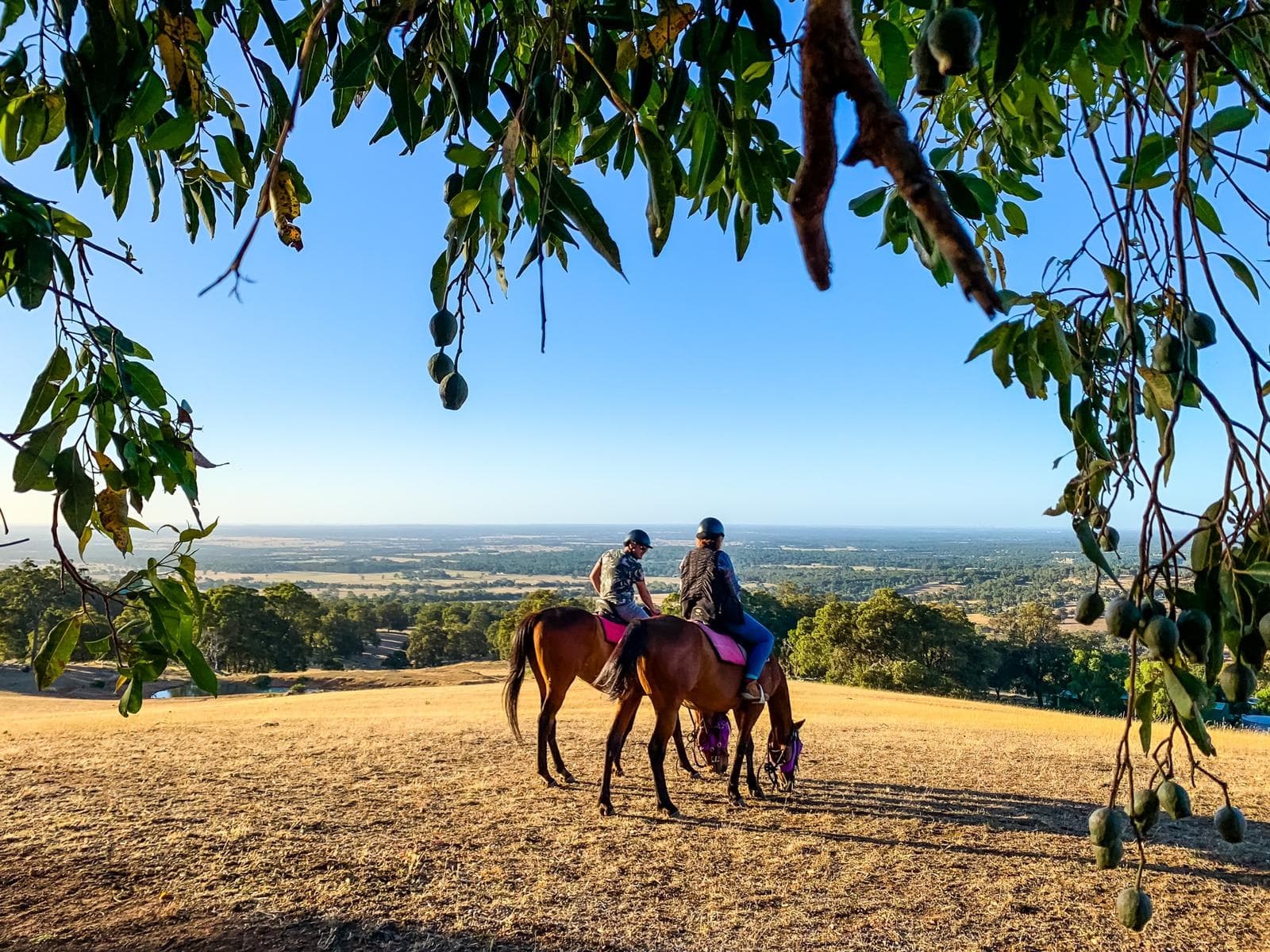 Private Two-Hour Horse Ride Through Jarrahdale’s Jarrah Hills | Perth Views & Wildlife