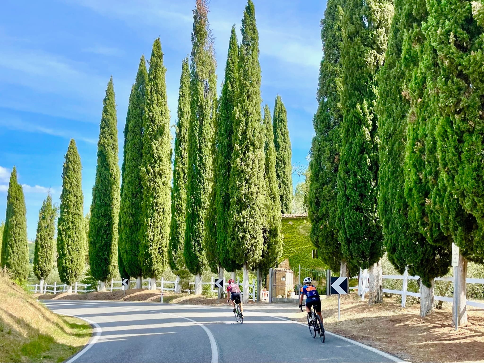 Cyclists riding a cypress-lined Tuscan road near Florence
