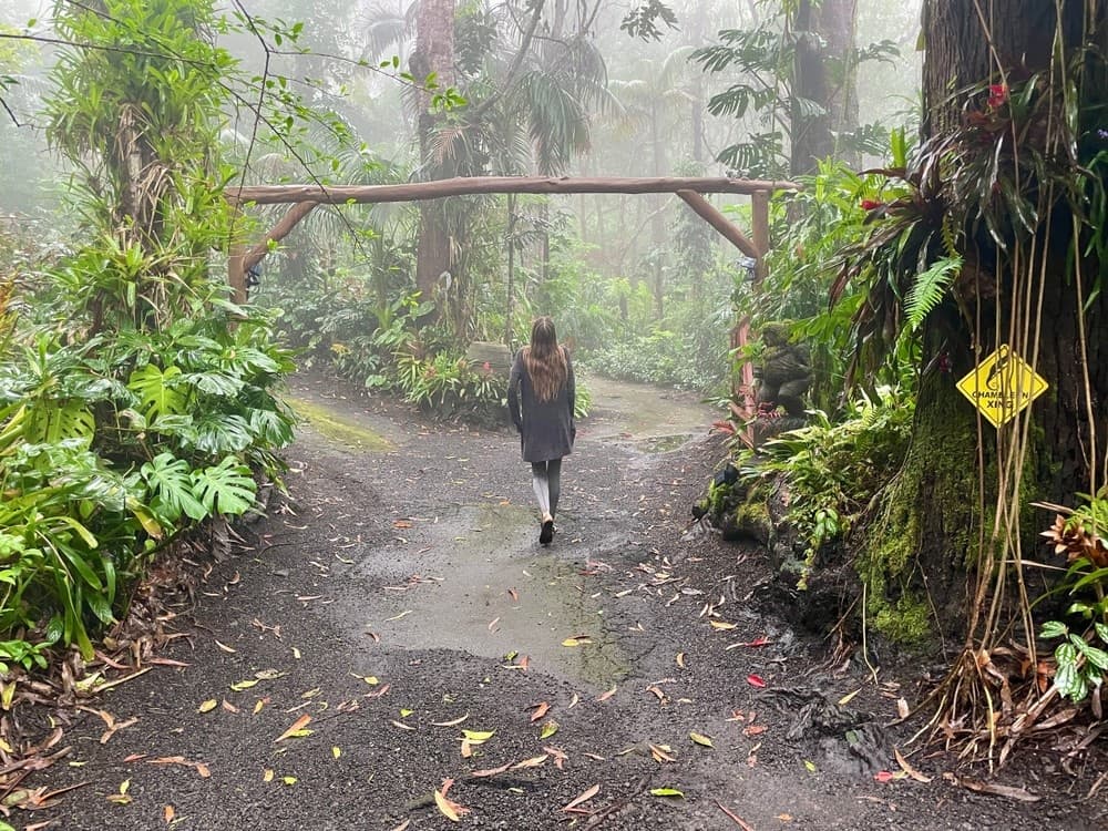 Explore Hawaiʻi's Unique Kona Cloud Forest Sanctuary on a Guided 2.5-Hour Tour
