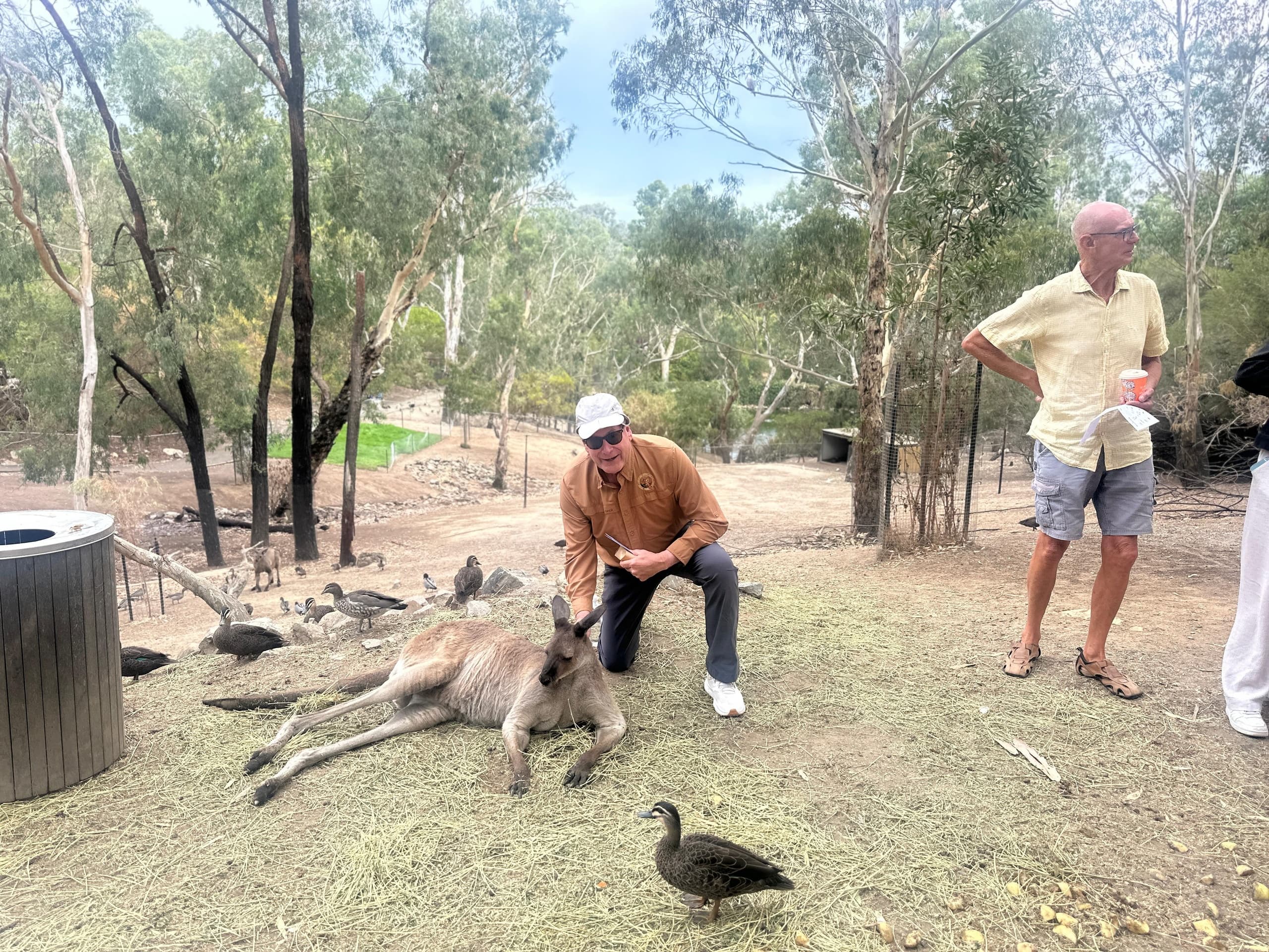 SA Hills & Wildlife Tour: Mount Lofty, Hahndorf, Victor Harbor & Urimbirra photo 1